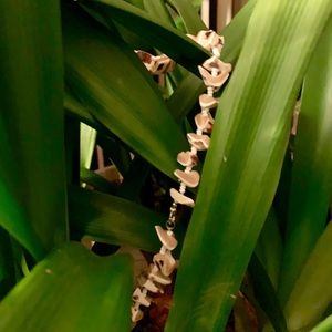 Genuine shell necklace